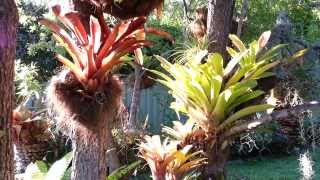 Bromeliad mix Plants  Bromelia planta de exceptie  Top 10 Bromeliads HD 01 [upl. by Eliseo]