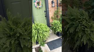 Front yard transformation rose plants flowers gardening youtubeshorts home diy thenandnow [upl. by Sturrock]