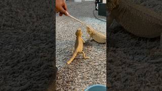 THE BEARDIES GOT MEALWORMS 😲🐛 beardeddragon beardies mealworms reptiles short ytshorts [upl. by Akimet]