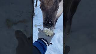 Feeding reindeer at Nutti Sámi Siida in Jukkasjärvi Sweden [upl. by Danice513]