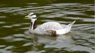 Barheaded Goose Anser indicus  Streifengans oder Indische Gans 3 [upl. by Epuladaug759]