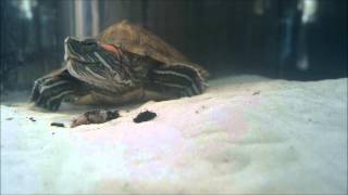 Red Eared Slider Turtle Eating Worms [upl. by Meriel129]