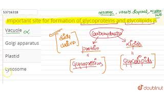 Important site for formation of glycoproteins and glycolipids is  11  CELL  THE UNIT OF LIFE [upl. by Chem]