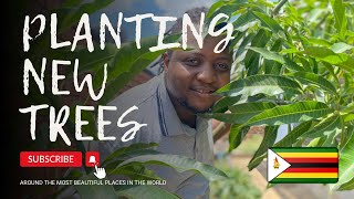 28 Orchard Update Planting New Trees  Building in the village 🇿🇼  Life in The Village [upl. by Anwad]