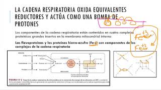 CADENA RESPIRATORIA Y FOSFORILACIÓN OXIDATIVA [upl. by Swerdna]