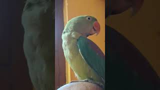 Alexandrine parakeet♥️♥️♥️♥️✌️✌️✌️ [upl. by Nessy]