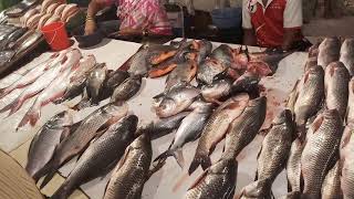 Vakola Fish Market  Vakola Market Seafood and Freshwater Fish [upl. by June]