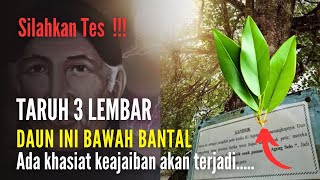 Khasiat 3 Lembar Daun Salam Ditaruh Bawah Bantal [upl. by Broek]