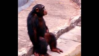 Chimpanzee Facts  Facts About Chimpanzees [upl. by Adhamh528]