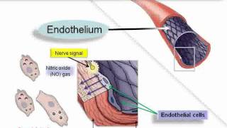 L Argenine and Nitric Oxide CURE Heart Diseaseflv [upl. by Loren]