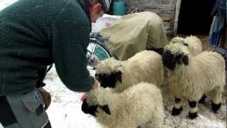 Zermatt Switzerland Sheep Farm 2 [upl. by Atiuqehc27]