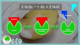 Enzyme  Enzymwirkung und Denaturierung von Katalase [upl. by Erv]