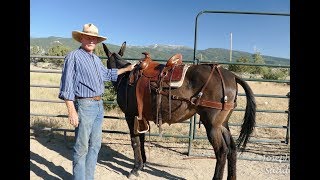 Custom Saddles for Mules  Introduction Video by Joseph Gee Saddlery [upl. by Anoli842]