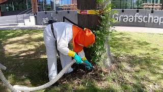 The removal of oak processionary caterpillars [upl. by Jansson]