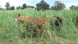 Holiday Ranch South Poll Grass Cattle [upl. by Alysia]