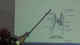 Anatomy of upper limb 66  Triangle of Auscultation amp cubital fossa   by Dr Wahdan [upl. by Harbard320]