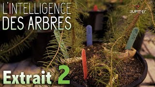 LIntelligence des Arbres  Extrait 02  VF [upl. by Fax]