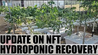 Can Plants Recover in an NFT Hydroponic System When System Fails [upl. by Odlanar]