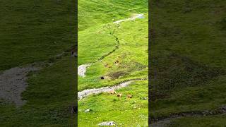 📍Brienz Rothorn Bahn Switzerland 🇨🇭 follow for more daily shorts 🇨🇭 [upl. by Claud]