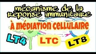 Le mécanisme de la réponse immunitaire spécifique à médiation cellulaire [upl. by Etnaed948]