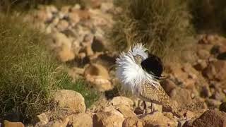 Houbara bustard display [upl. by Neu846]