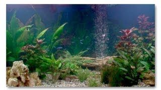 Setting Up An Aquarium Using Fishless Cycling PLEASE READ THE DESCRIPTION [upl. by Nosauq]