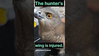 Hunter birds wing😱🙏 injuredinjured birdcare ytshorts shortsviral 🙏🙏 [upl. by Dickey982]