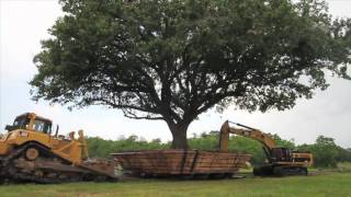 100 Year Old Compton Oak Move Successful in League City [upl. by Grayce]