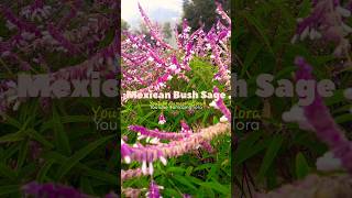 Flowers Mexican Bush Sage सेजquot Sage or जंगली तुलसी flowers nature gardening [upl. by Tarton]