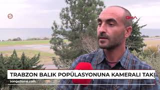 TRABZON Balık popülasyonuna kameralı takip istilacı türlerde artış VİDEO EKLENDİ [upl. by Stanfield]