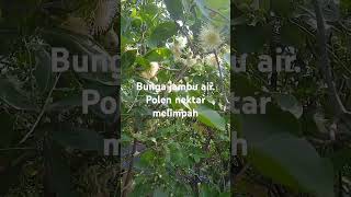 vegetasi tambahan bagi lebah [upl. by Nwahsirhc]