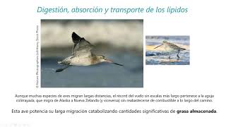 BIOQUÍMICA  Digestión absorción y transporte de lípidos [upl. by Pelag325]