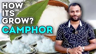 How does it grow Camphor   कपूर कैसे बनता है   Farming engineer [upl. by Buddie305]