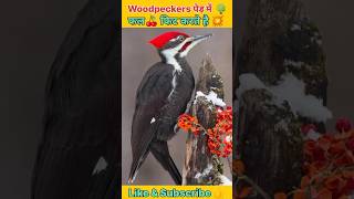 क्या आप जानते है💥Woodpeckers पक्षी पेड़ में छेद करके फल क्यों रखती है🍒🌳💥😱🤯shorts woodpecker yt [upl. by Shea]