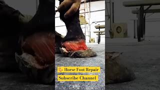 Horse 🐎 Foot Repair Break Nailcuteanimal animals horse shorts shortsfeed shortvideo [upl. by Ettenna]