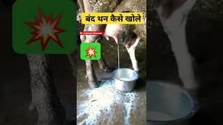 Teat block in cow  Teat stenosis treatment shorts trending ytshorts viral cow veterinarian [upl. by Idak581]