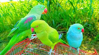 Parrot Talking video Indian Ringneck parrot video Parrot talking sounds bolnywalatota kiwi parrot [upl. by Finley]