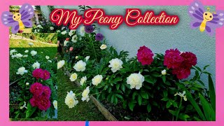 My Peony Collection part 1 2023 [upl. by Barboza191]