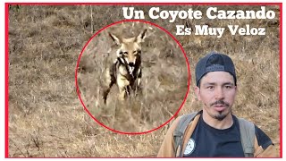 Coyote Cazando Increíble Su Rapidez Para Cazar [upl. by Reeva]