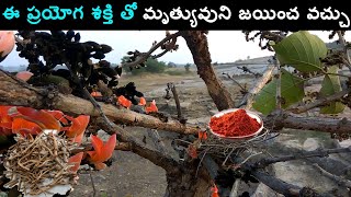 Tella Moduga Butea Monosperma Chettu Tree Plant Flowers In Telugu  Ayurvedic Tips  తెల్ల మోదుగ [upl. by Sondra]