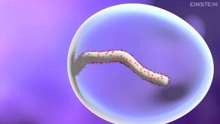 How Ebola Virus Infects a Cell [upl. by Emsoc]