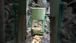 make bamboo squirrel trap [upl. by Niple]