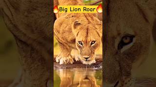 𝑳𝑰𝑶𝑵 𝑹𝑶𝑨𝑹 🦁 𝑺𝑻𝑨𝑻𝑼𝑺  🅻🅸🅾🅽 🅺🅸🅽🅶 lion movie lion sounds lion cartoon lionsounds viralshort [upl. by Animaj12]