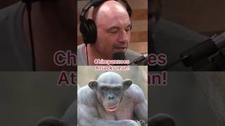 Chimpanzee attacks man shortsfeed jre storytime chimpanzee [upl. by Browning625]