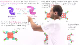 Activation of Phosphorylase Kinase [upl. by Yesrod]