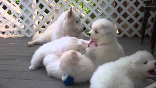 Samoyed puppies 37 Days old  quotmannersquot [upl. by Alaet]