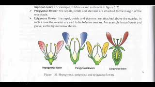 Biology afsomaliHypogynous perigynous and Epogynous flowerby Abdimajiid Netka [upl. by Gaw44]