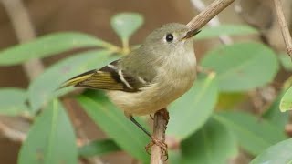 Ruby crowned Kinglet Song [upl. by Medardas]