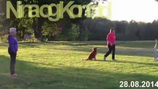 Nova Scotia Duck Tolling Retriever Dog Agility [upl. by Ettenauq]