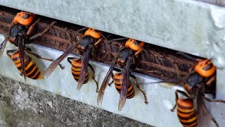 Why are giant hornets poking their heads into this beehive [upl. by Tiram563]